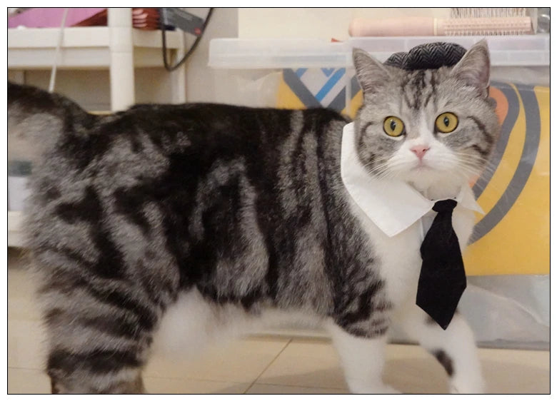 Funny Pet Cat Hat Gentleman's Hat Beret Tie Bathing Blood Gangster Handsome Cosplay Photo Prop Pet Halloween Costume